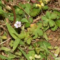 Geranium nepalense Sweet